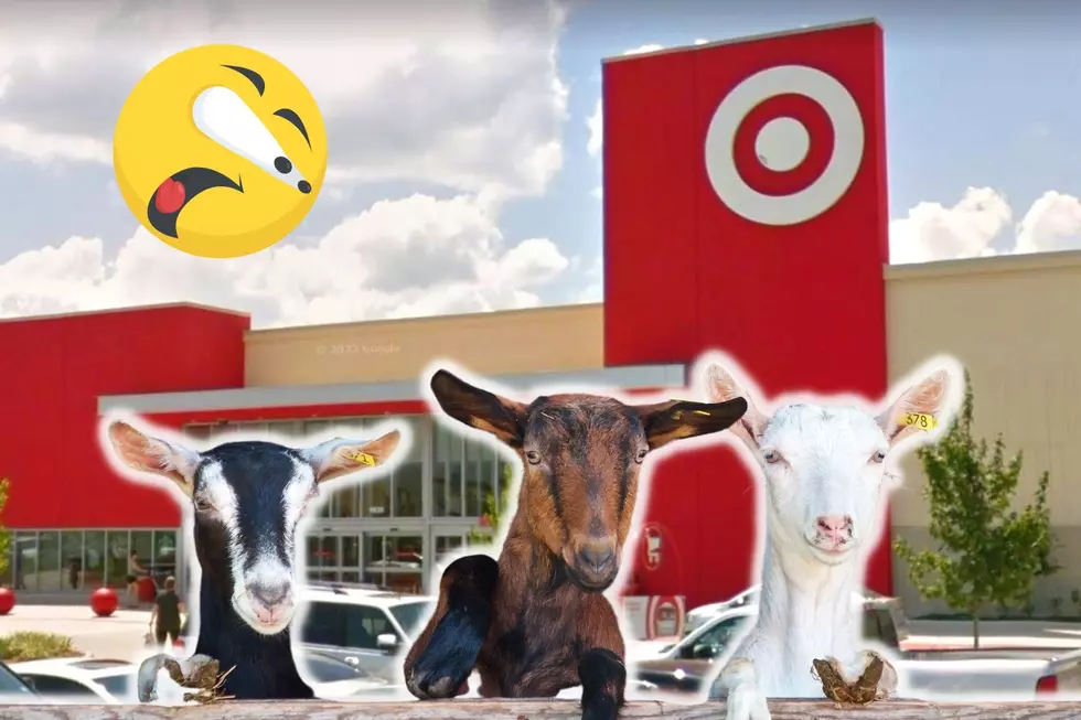 WATCH: Adorable Goats Roaming Inside a Texas Target is the Content We Need