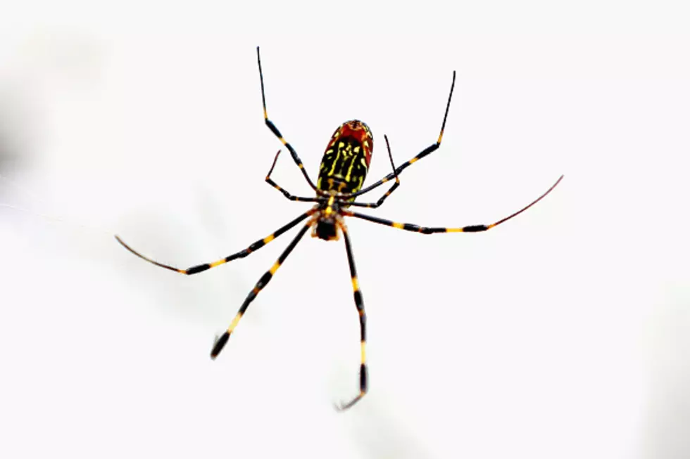 Man Smashes Spider And Hundreds Of Babies Scatter