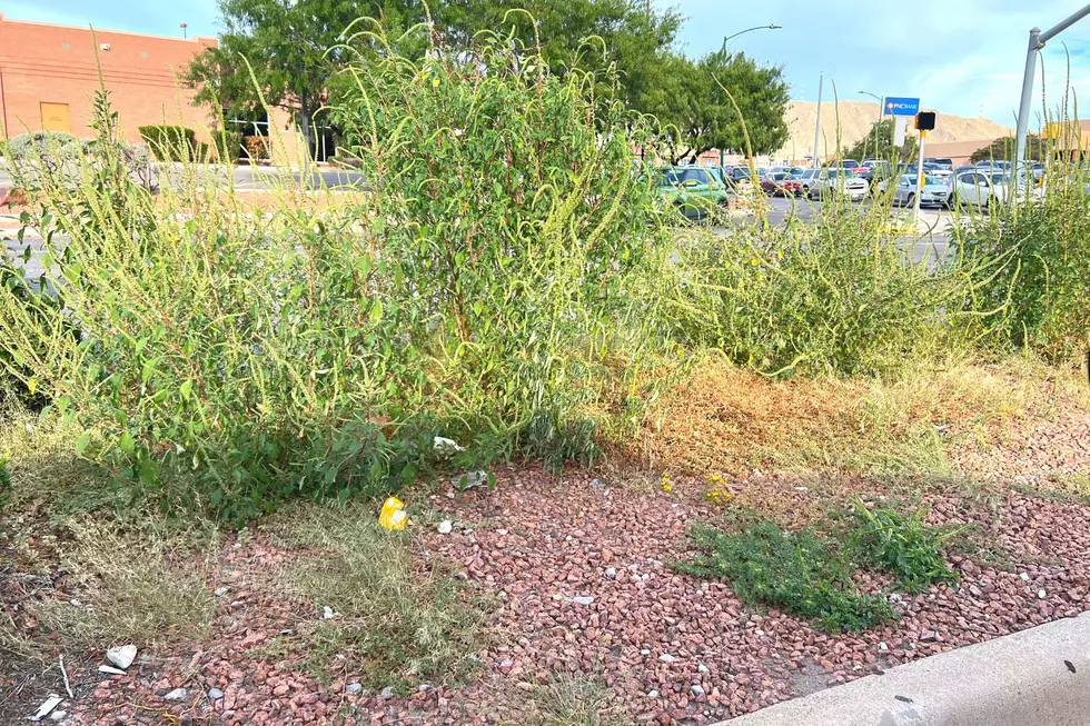 Some El Pasoans Aren’t Thrilled About Volunteer Weeding