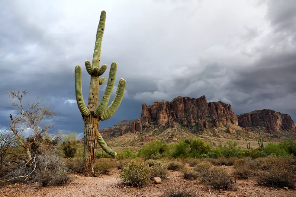 Arizona is The Only State Where Someone Was Killed By A Cactus