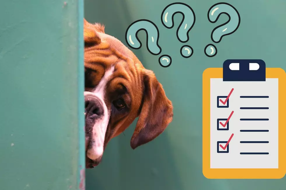 Is Your Dog One Of The Most Popular Breeds In Texas?