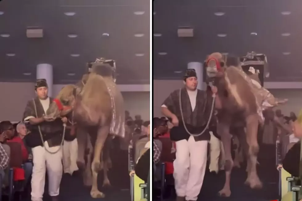 Camel Steals The Show At Houston Church’s Christmas Special