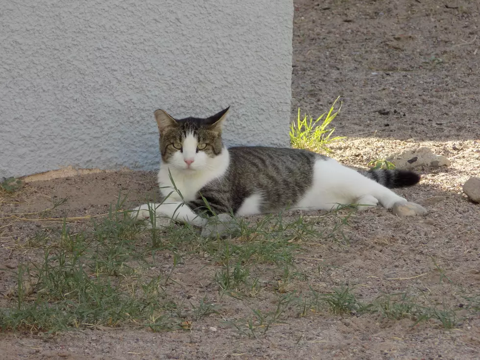 Horizon City Grapples With Shocking Discoveries Of Dead Cats